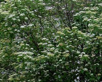 viburnum dentatum bloom.jpg